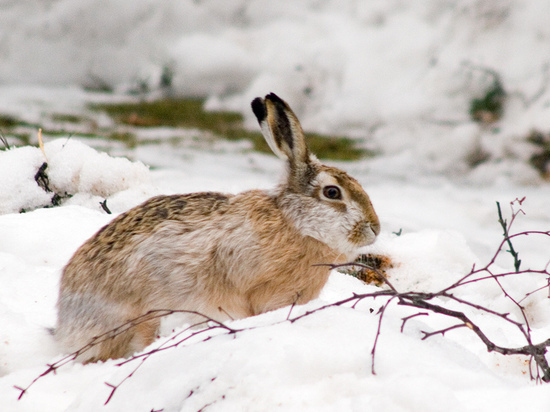 На Ставрополье завершился сезон охоты на зайца-русака