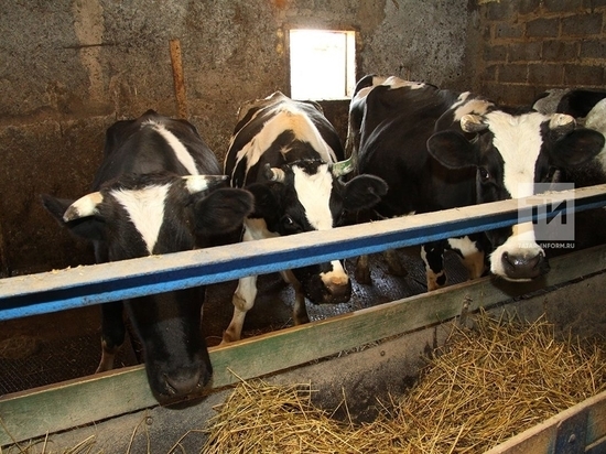 Глава Минсельхоза Татарстана призывает избавиться от лейкоза коров