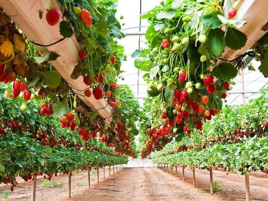 В Астраханской области хотят выращивать землянику по-итальянски