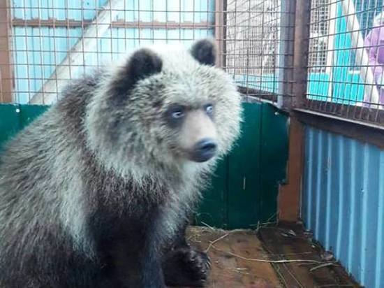 Медведицу-сиротку из Камчатки встретили в аэропорту калужские зоозащитники