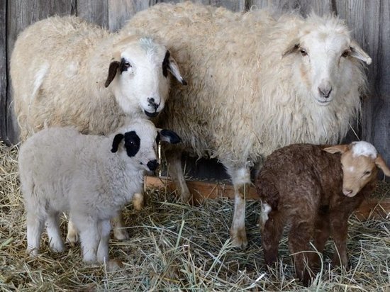 «Неправильные» ивановские овцы в Грузию и Иран не попадут
