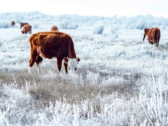 Калмыцкий скот едва не перешел государственную границу