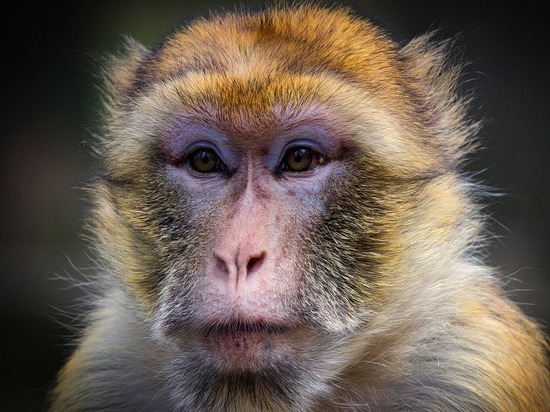 В Китае впервые клонировали генетически модифицированных обезьян