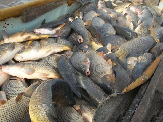 В Калмыкии задержали браконьеров с крупной партией рыбы