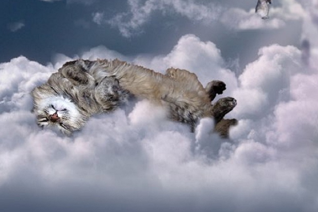 Том попадает на небеса. Кот облако. Кошка на небесах. Кошечки на облаках.