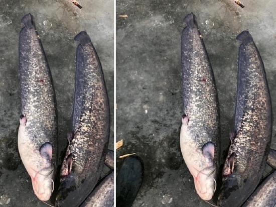 Астраханец на подледной рыбалке поймал 130 сомов, сазанов и судаков. Фото и видео