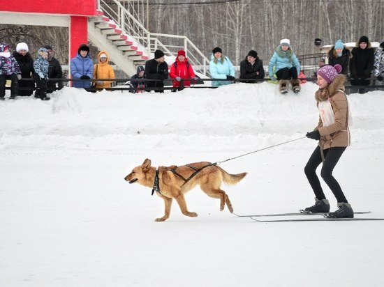 Барнаульский приют «Ласка» приглашает на любительские лыжные гонки с собаками