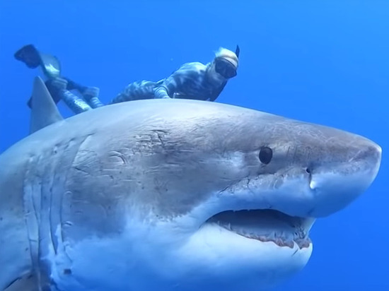 У берегов Гавайев засняли невероятно крупную белую акулу
