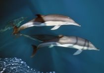 Трехлетние исследования популяций трех видов черноморских дельфинов, позволяющие, в конечном итоге, оценить современное экологическое состояние Черного моря в целом, начались в 2018 в акватории побережья Кавказа от границы с Абхазией до Керченского пролива