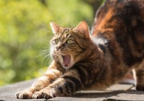 Датские ученые обнаружили, что переносимый кошками паразит таксоплазма может провоцировать развитие у человека шизофрению