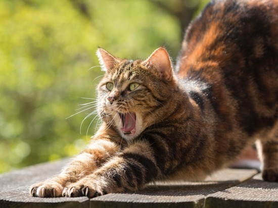 От кошек можно подцепить шизофрению: открытие ученых