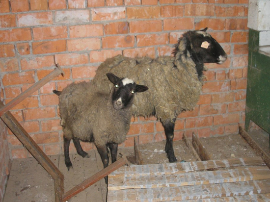 В Чувашии автоинспекторы обнаружили в багажнике «Приоры» краденых овец