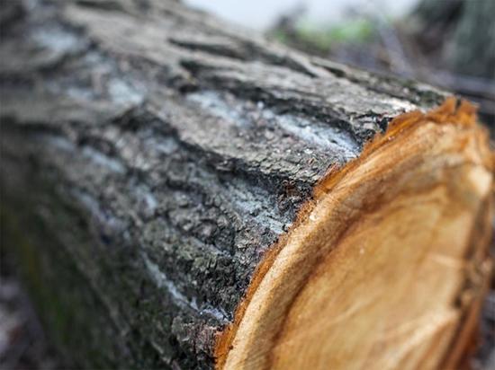 В Мордовии незаконный дровосек нарубил дров на 50 тысяч рублей