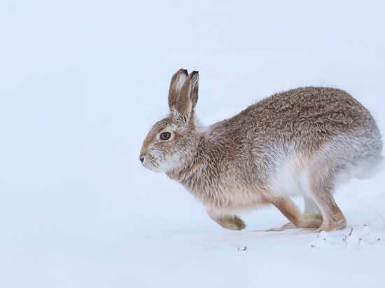 3 февраля в Волгоградской области закрывается охота на зайца-русака