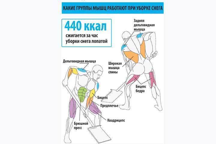 Мышцы при уборке снега. Уборка снега работа мышц. Мышцы гиф. Какие мышцы работают при чистке снега лопатой. Какие мышцы работают при чистке снега лопатой.