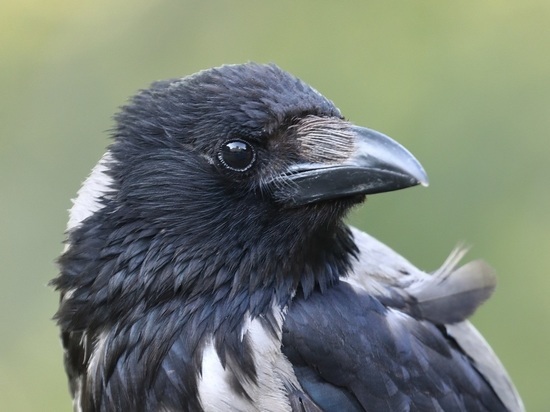 Птицы в Твери могут быть заражены опасным орнитозом