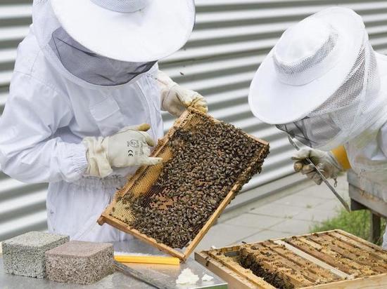 Форум пчеловодов Средней Волги пройдет в Ульяновской области