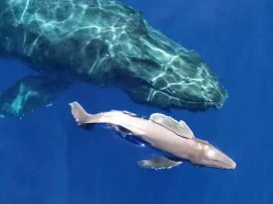 Гавайский учёный запечатлел на видео новорождённого детёныша кита