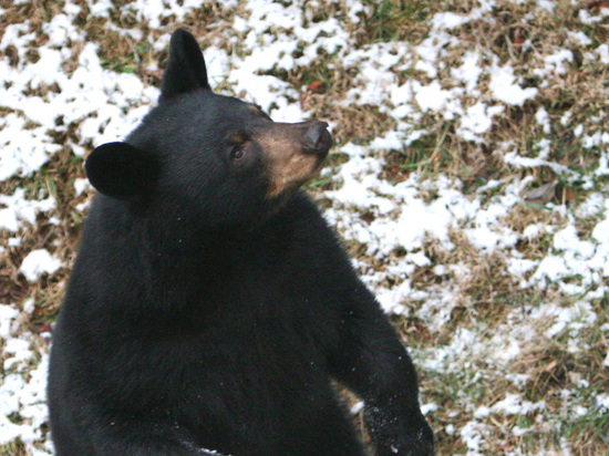 Жители Надыма сообщили о встрече с медведем-шатуном