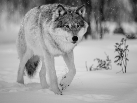 В минприроды Ставрополья завершен сбор биоматериалов от особей волка