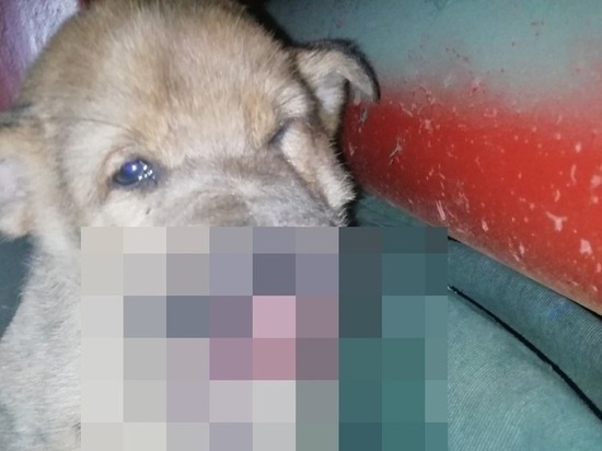 В Волгограде замученному щенку, пережившему выстрел в упор, нужна операция