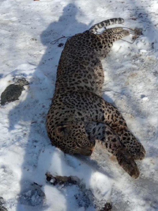 В Абхазии застрелили попавшего в ловушку леопарда