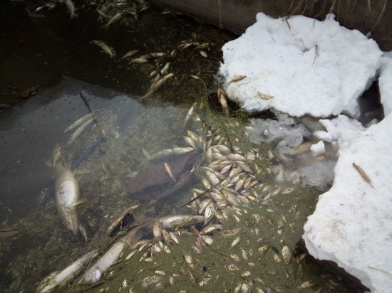 Соцсети: в Тверской области река наполнилась мертвой рыбой