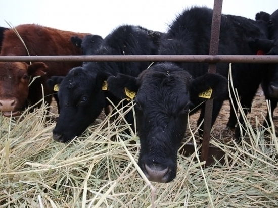 За кражу телят с фермы дояркам Волгоградской области грозит срок