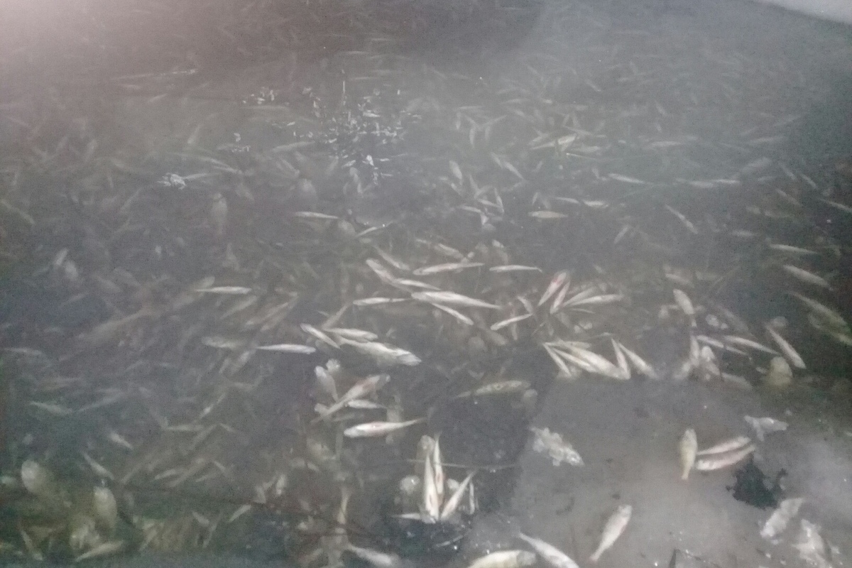 Рыба голод. Сосновцы Медынский район черное озеро. Голодай рыба. Черное озеро рыба всплыла Люберцы. Поволжье голодающее с рыбой.