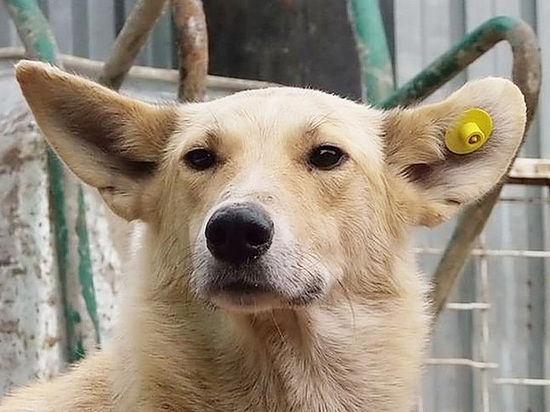Тамбовчане жалуются на бродячих собак губернатору