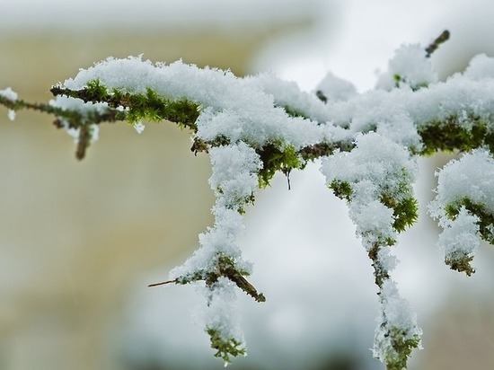 От мощного снегопада больше всего пострадали четыре района Псковской области