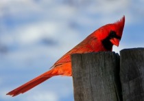 Джеффри и Ширли Колдуэлл, проживающие в американском штате Пенсильвания, заметили в своём дворе птицу вида красный кардинал, правая половина которой имела малиновый оттенок, а другая была серовато-коричневой