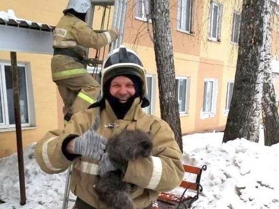 Сотрудники белгородского МЧС спасли с дерева кошку