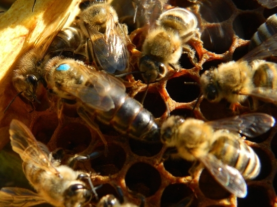 Делегация Мордовии поедет на II форум пчеловодов Средней Волги