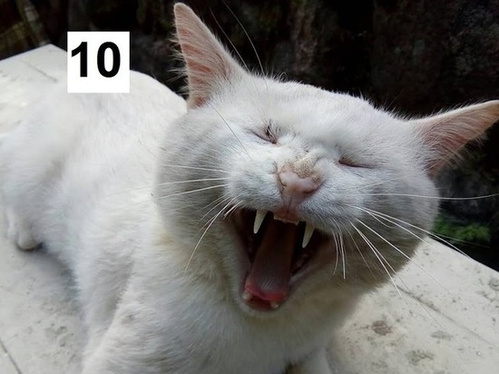 В Псковском УФАС стартовало голосование за кота, раскрывающего картельные сговоры