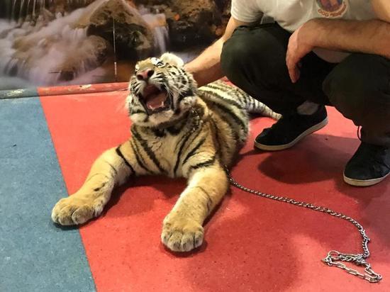 Ужасы контактного зоопарка в Туле: замученному тигренку всего 7 месяцев