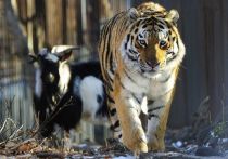 Козел Тимур, благодаря которому животные стали популярны, живет поблизости и его обслуживает персональный ветврач