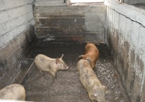 После того, как в конце января в Приморском крае были выявлены случаи ящура, а потом опасное заболевание обнаружили на свинокомплексе «Скифагро-ДВ» в Хабаровском крае, губернатор объявил режим ЧС