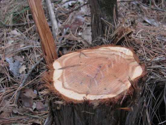 Житель Чувашии получил год исправительных работ за одно срубленное дерево
