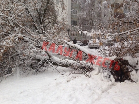 Дерево рухнуло на машины в Калуге