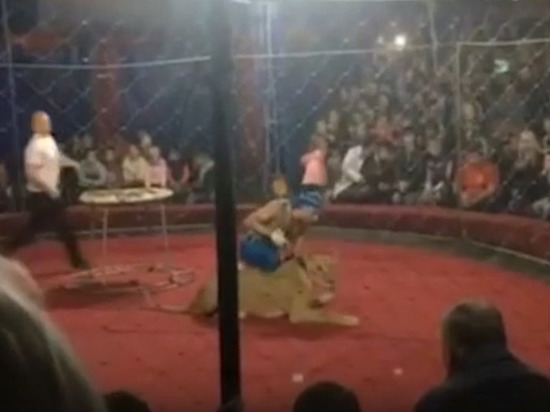 Вынесен приговор директору цирка, в котором лев напал на ребёнка
