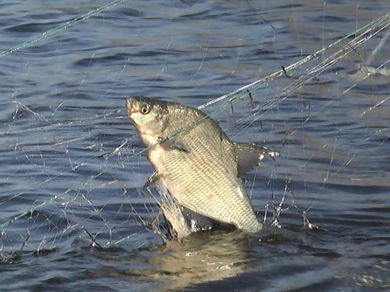 На водоемах Калмыкии занимаются незаконной рыбалкой