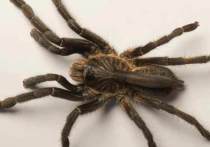 Группа южноафриканских учёных нашла и описала ранее неизвестный вид пауков с необычным выростом на спине, несколько напоминающим рог, но являющийся мягким