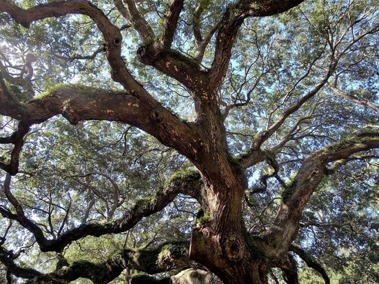 Рязанцы могут поддержать Абрамцевский дуб в европейском конкурсе деревьев