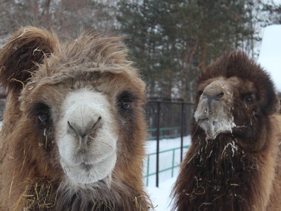 В красноярском зоопарке рассказали историю любви верблюдов