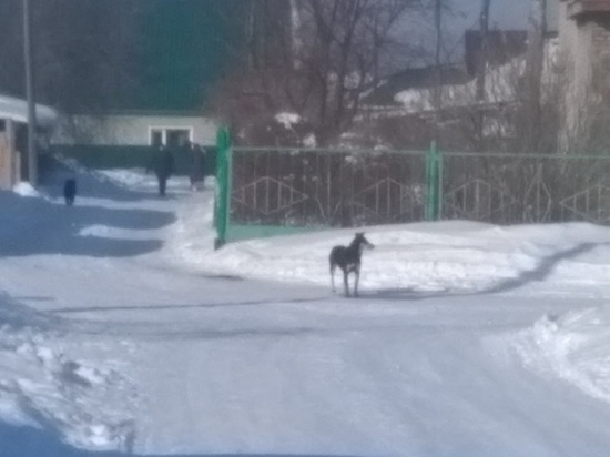 Агрессивные собаки едва не разорвали женщину в Рубцовске