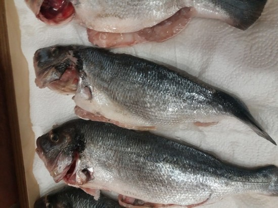На Смоленщину не пропустили 38 тонн рыбы