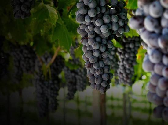 В Анапе заложат более 700 га новых виноградников