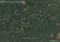 Китайские компании, вырубающие томскую тайгу, не занимались восстановлением леса