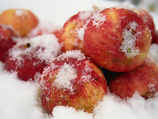 В Брянской области закопали 700 килограммов яблок
